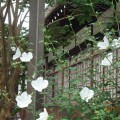 2018年6月 聖書の学び お知らせ 2018年6月 聖書の学び お知らせ