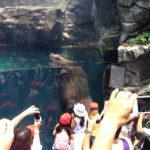 Kids amazed at how big the sea lion is
