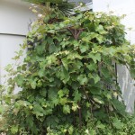 A grape tree in Iwaki City