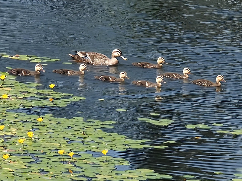 湖を進むカモの親子。アサザの花が咲いています。