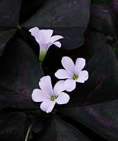 教会の花:オキザリス・トリアングラリス