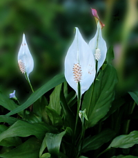 教会の花