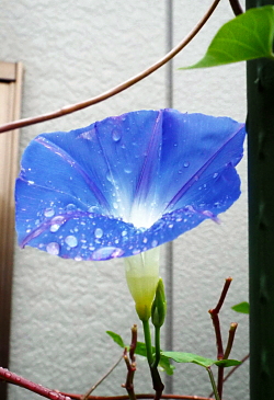 あさがおと水玉