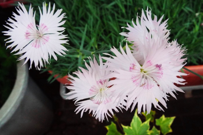 なでしこの花の写真