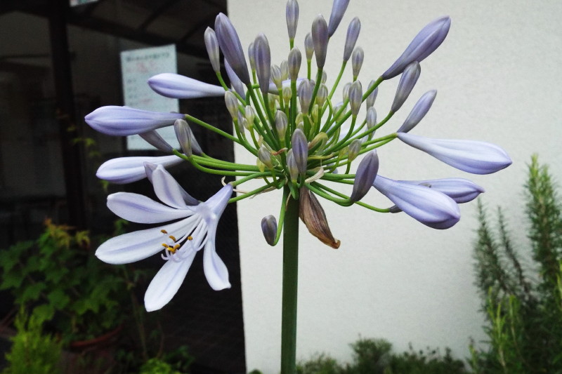 アガパンサスの花