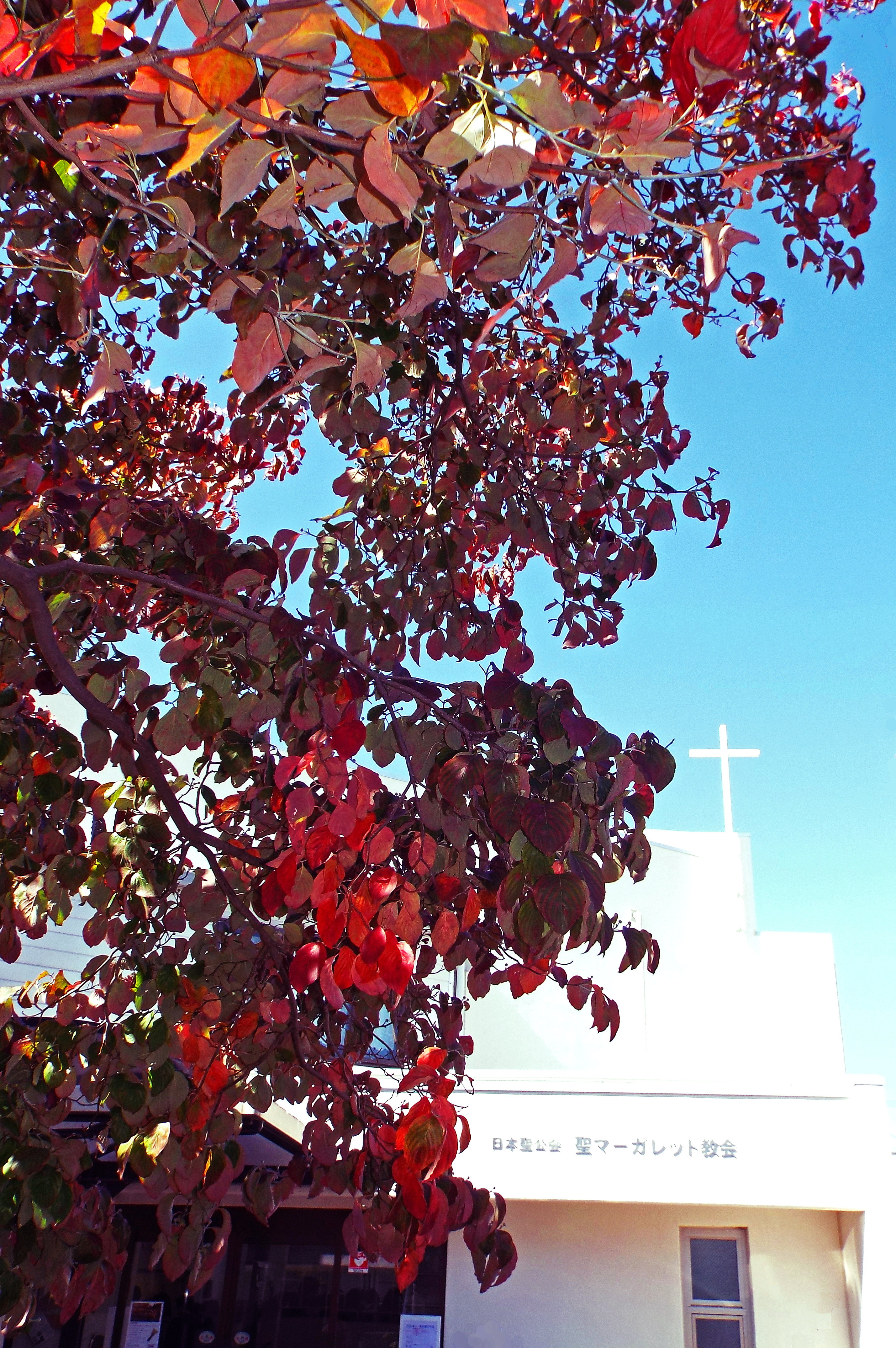 紅葉した花水木と教会の白い建物・十字架
