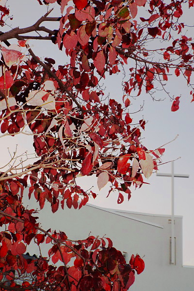 紅葉した花水木と白い聖堂