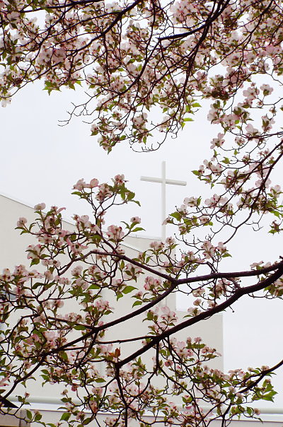満開の花みずきから聖堂の十字架を臨む写真