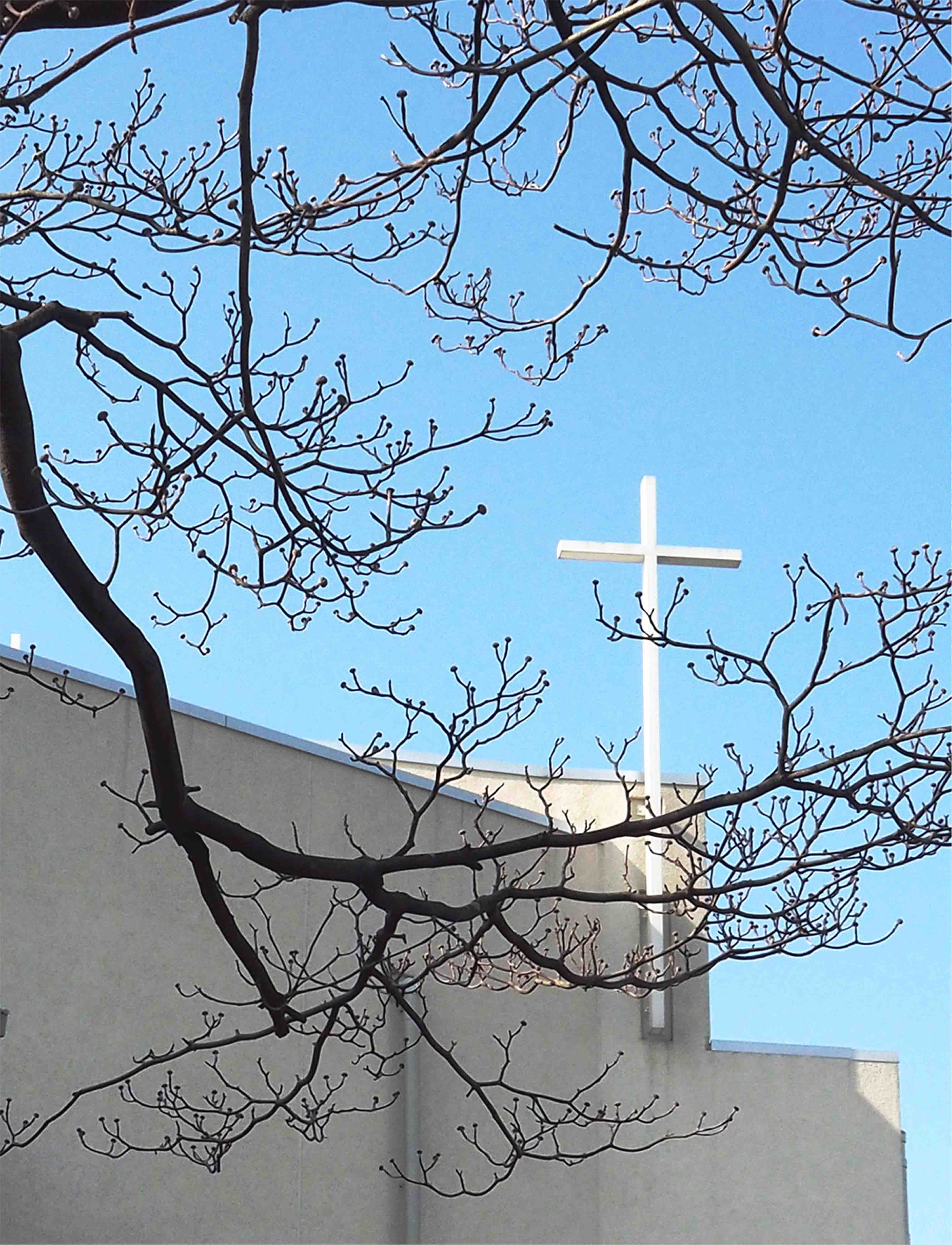 教会前のハナミズキの枯れ枝越しに見る白い教会聖堂と十字架の写真