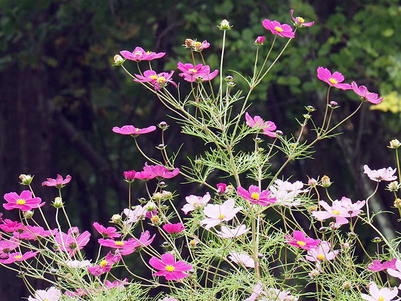 清里高原のポール・ラッシュ沿いに咲くコスモスの花の写真