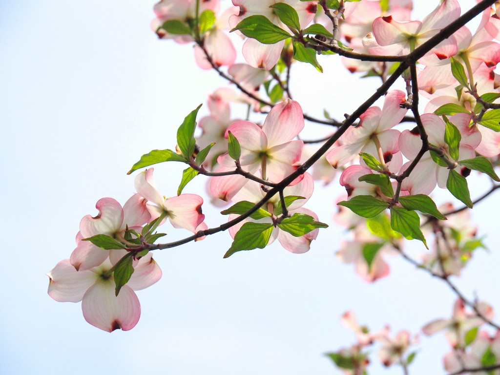 ハナミズキの花の写真