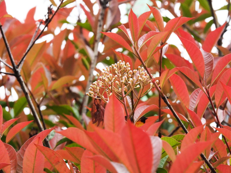 教会横生垣のレッドロビンの真っ赤な新芽と花の写真