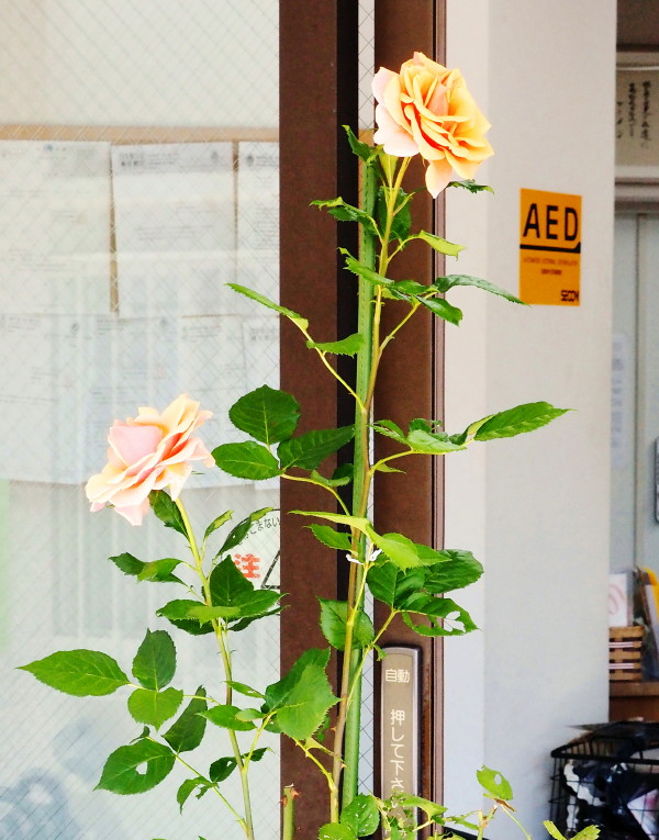 教会入り口の薔薇の花の写真