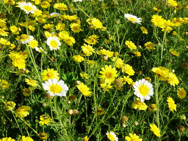 野に咲く黄色いマーガレット