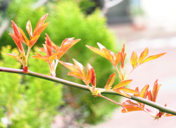 モッコウバラの芽ばえ