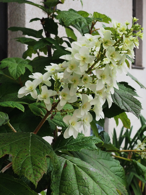 柏葉紫陽花の写真