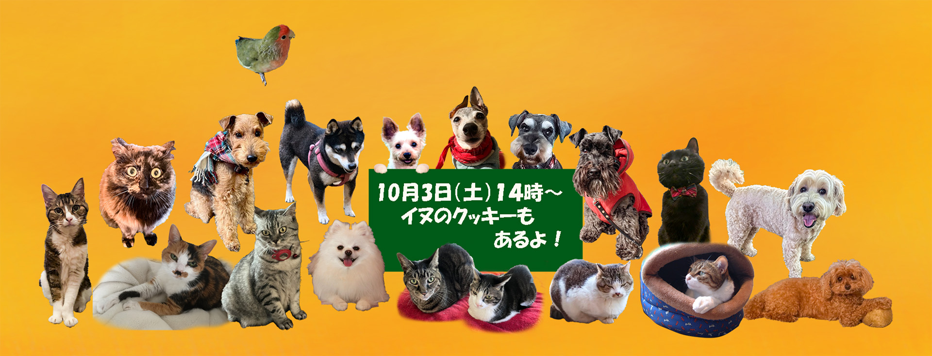教会員のペットの写真、イヌ、ネコ、インコが勢ぞろい