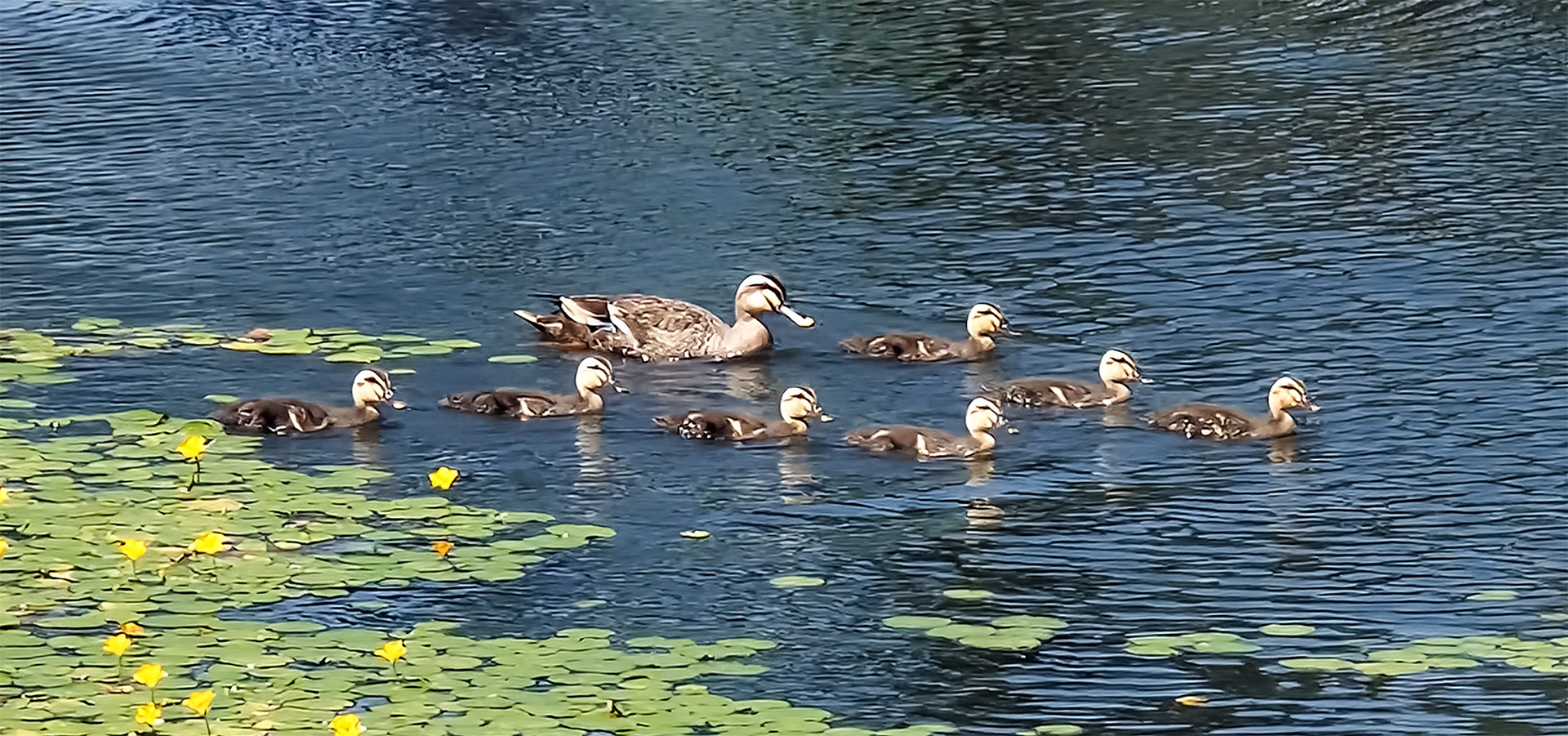 湖を進むカモの親子。アサザの黄色い花が咲いています