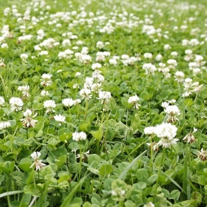 みつば幼児グループのポリシー