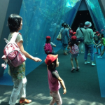 Walking through a big underwater tunnel, surrounded by fantastic sights