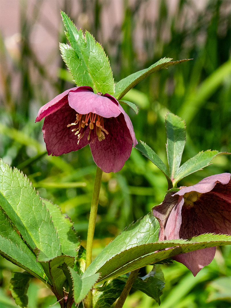 聖マーガレット教会庭に咲くレンテンローズ