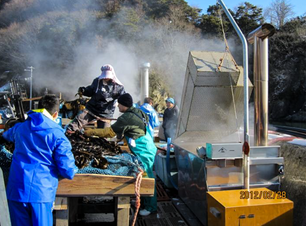 十三浜でのワカメボランティアの写真