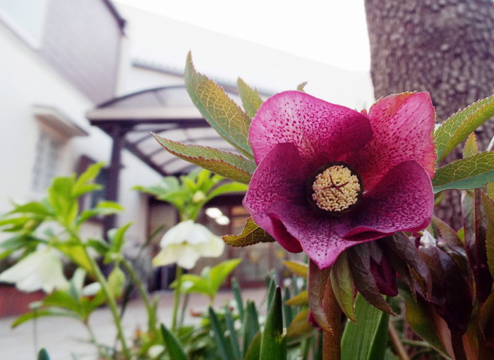 christmas rose