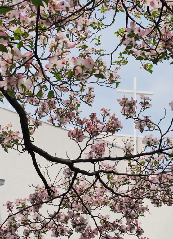 イースターに撮影した聖堂前の花水木の写真、バックに白い聖堂と十字架が見える