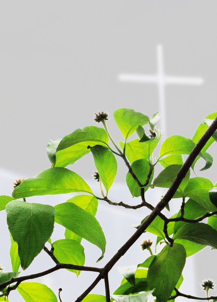 ステンドグラスのようなエメラルドグリーンのハナミズキの新緑の向こうに十字架が見える写真