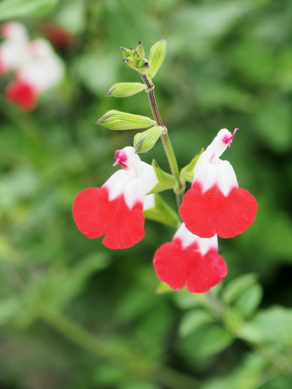 赤と白のツートンカラー、チェリーセージの花の写真