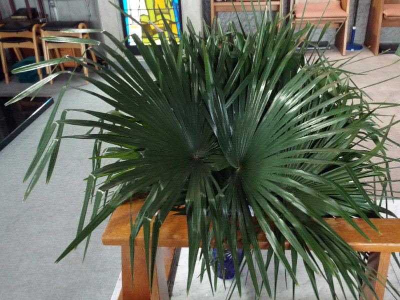 祭壇に置かれた棕櫚の写真