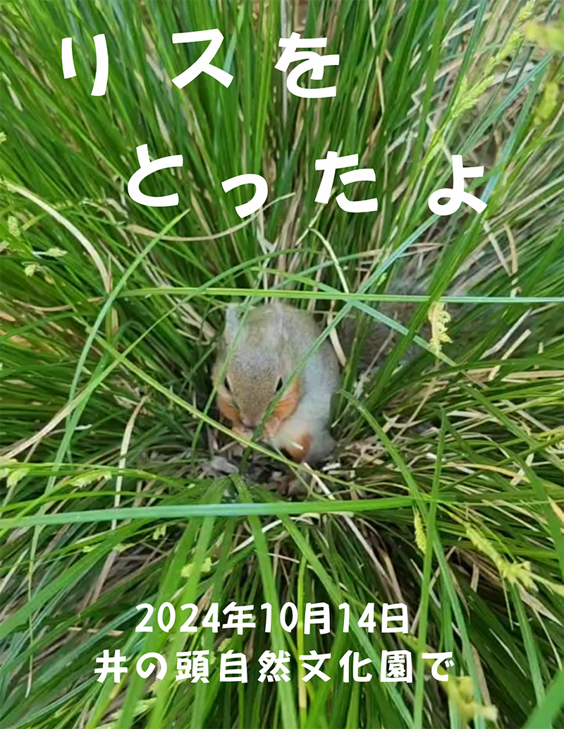 井の頭自然文化園で撮影したリスの写真。丸く広がった草の真ん中でリスが何かを食べている。