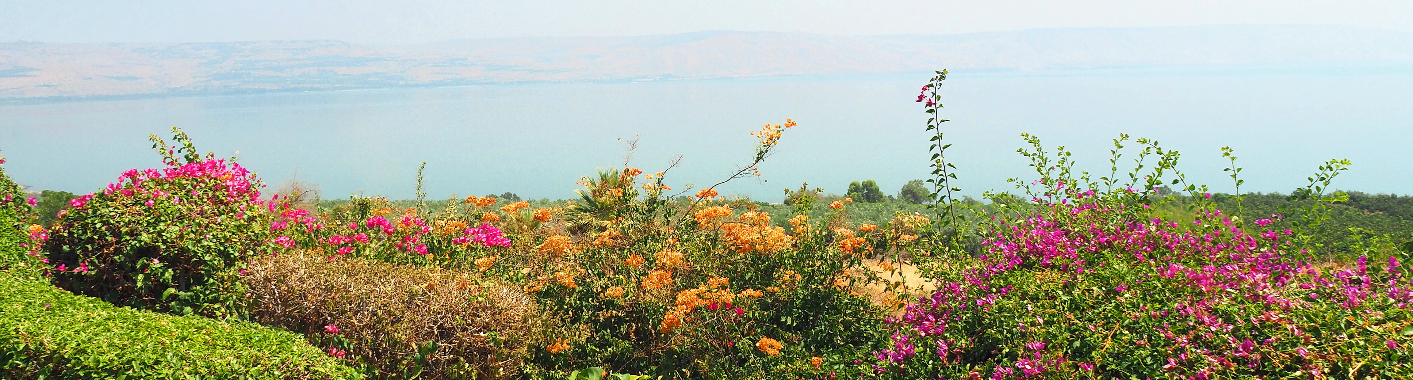 山上の垂訓教会近くから見た8月のガリラヤ湖畔の写真。色とりどりのブーゲンビリヤが湖畔を飾り、穏やかなガリラヤ湖面がその後ろに広がっています。湖を超えてヨルダンのなだらか山並みがはるかに見渡せます。